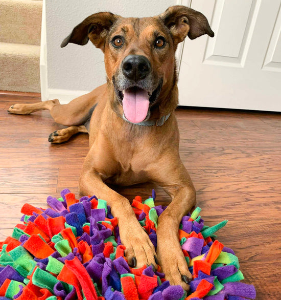 Willow posing with a Pets Pizzazz Snuffle Mat